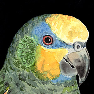 2nd Place: 'Amazon Parrot' by  Mother Barbara of Etna, CA