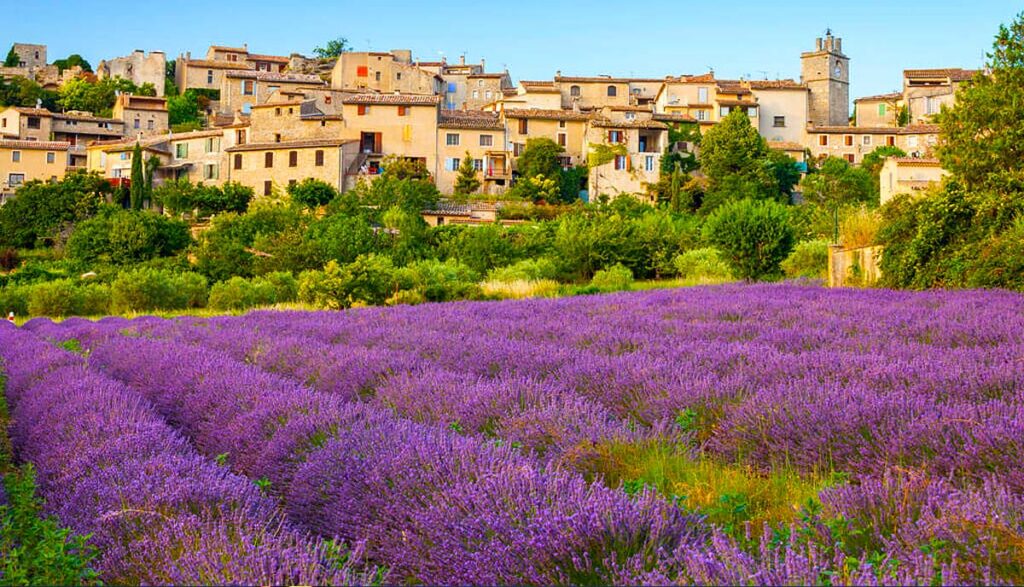 Lavender fields of Provence France