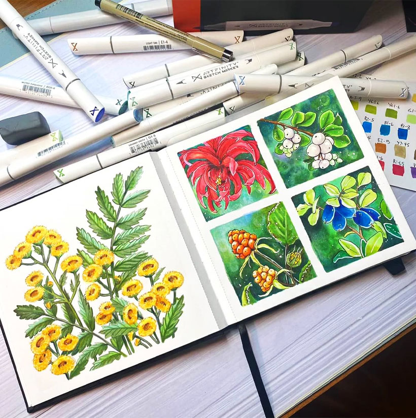 Botanical sketches by Yvonne Phillips usign alcohol markers