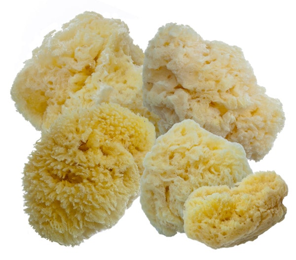 Aphrodite Natural Painting Sponges