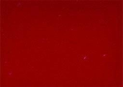 Frida Glass Paint Smooth Effect Glass Paint 30 ml - Purple