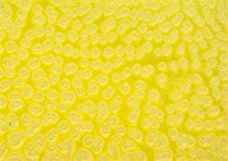 Frida Glass Paint Pearl Effect Glass Paint 30 ml - Light Yellow