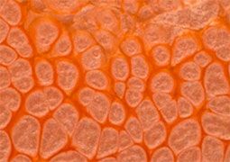 Frida Glass Paint Pearl Effect Glass Paint 500 ml - Orange