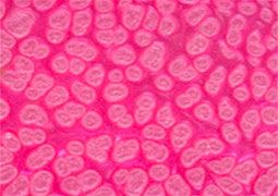 Frida Glass Paint Pearl Effect Glass Paint 30 ml - Pink