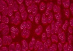 Frida Glass Paint Pearl Effect Glass Paint 30 ml - Bugambilia