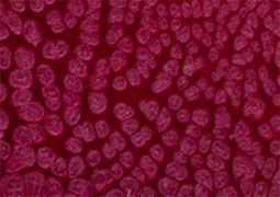 Frida Glass Paint Pearl Effect Glass Paint 500 ml - Purple