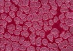 Frida Glass Paint Pearl Effect Glass Paint 500 ml - Grape
