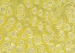 Frida Glass Paint Pearl Effect Glass Paint 30 ml - Light Green