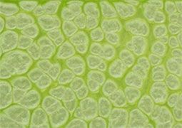 Frida Glass Paint Pearl Effect Glass Paint 500 ml - Medium Green