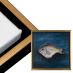 Cardinali Floater Frame, Black/Antique Gold 4"x4" - 1-1/2" Deep