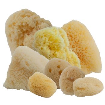 Aphrodite Sponges Complete Assortment