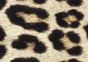 Platypus Designer Duct Tape Roll - Leopard