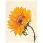 Charvin Fine Oil sunflower artwork by Emmy Kline