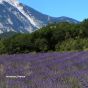 Charvin Extra-Fine Oils - Provence Colors, Bonjour Set of 9 - 20ml Tubes