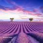 Provence, France  -Rich Vibrant Colors