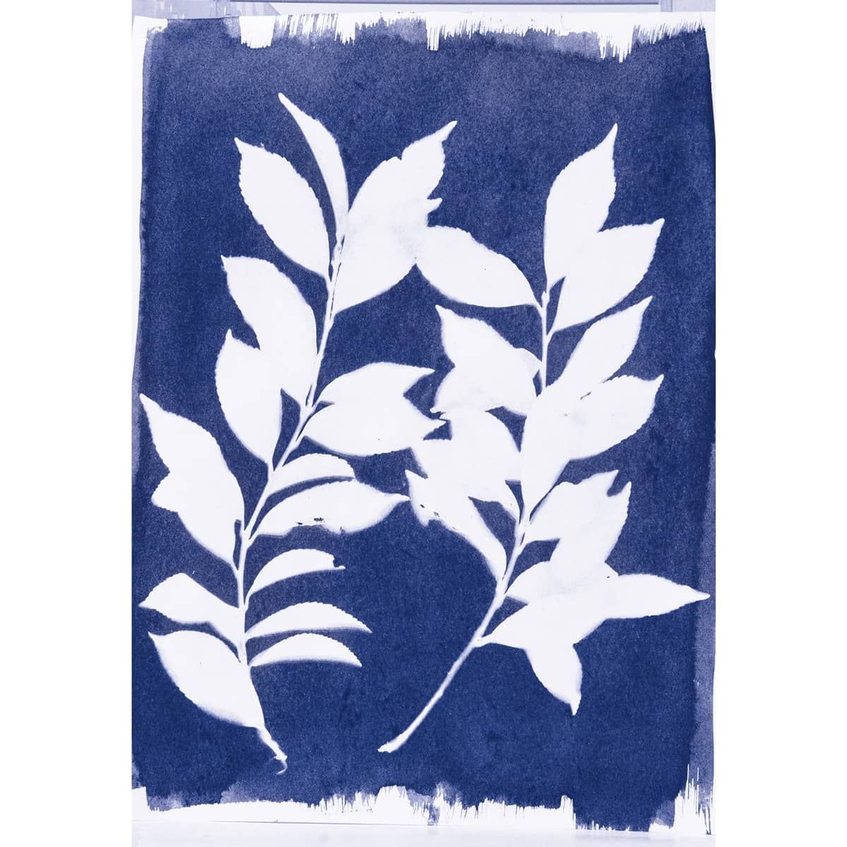 Cyanotype Print - Branches
