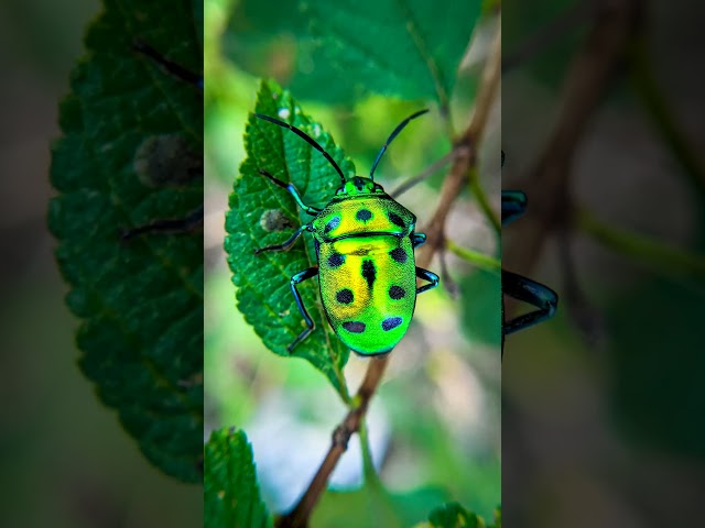 Ladies and Gentlemen... Cinnabar Green Light